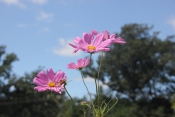 Cosmos Against the Sky