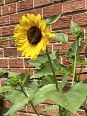 Sunflower_2023