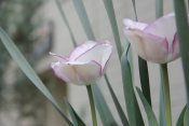 Picotee Tulips