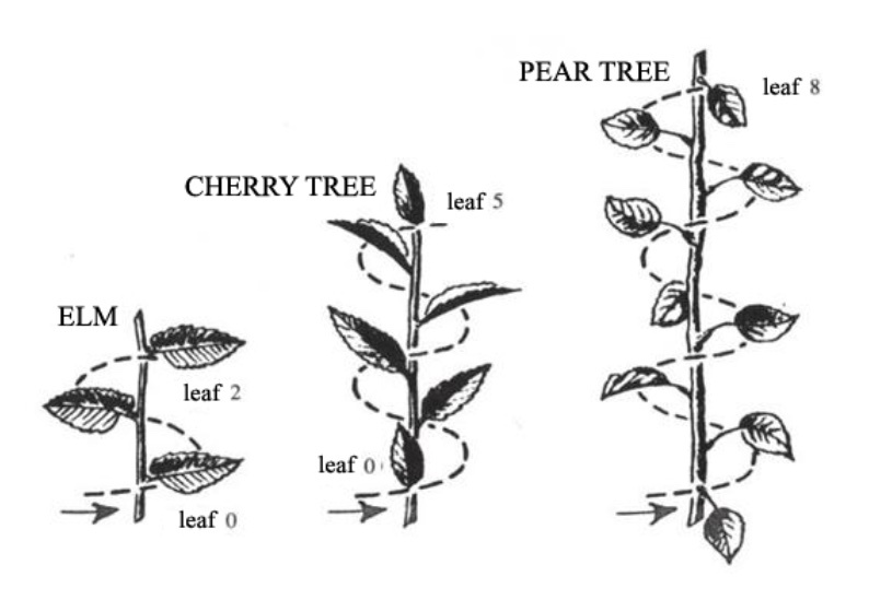 Fibonacci Sequence Explains Why Four-Leaf Clovers Are So Rare